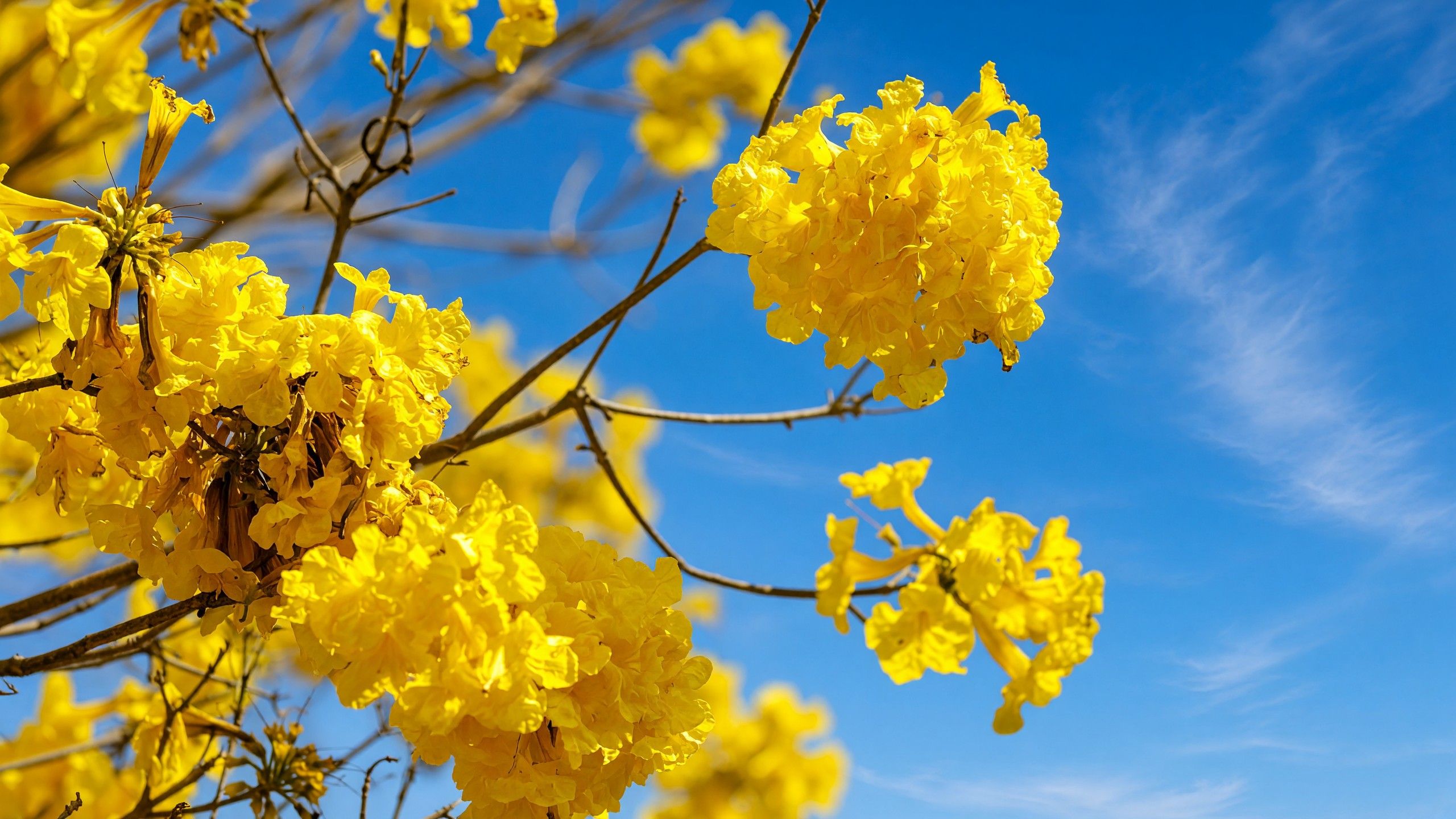 Ipê amarelo florido contra o céu azul